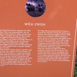 Wild Zwijn op De Hoge Veluwe